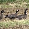 千島で放鳥のシジュウカラガン　酒田に飛来　仙台