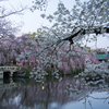 三嶋大社　桜