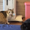 父ちゃんの出張2日目。