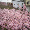 夕暮れ時の河津桜に癒される@2022