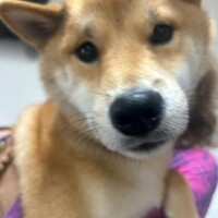 パワハラがまだメジャーでなかったころ　★　チャッピーってすごいのね🎵　懐かしいのか恐ろしいのか…はたまたオモシロイのか！？