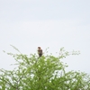 ダルマワシ Bateleur