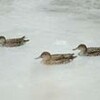 旅の疲れ癒やされま〜す、大湯沼にカモ飛来