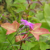 白山高山植物園オープンガーデン（その３）