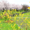 川霧と養老鉄道と桜