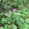 六甲高山植物園 その4 クリンソウなどとハンモック♪