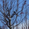 11, 01. 2015　鳥の群に会う