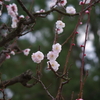 長居植物園の梅の花