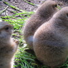 デジカメ散歩 IN 上野動物園《MSさんの作品》