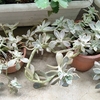 ★ 朧月
