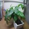 ダイソーの観葉植物の4ヶ月の成長。すくすく育ってます。
