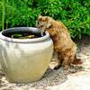 【波佐見焼】競獣戯画の小皿で猫の水飲み