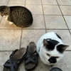 猫をいじめると、運が悪くなる