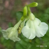 サルビアヤメンシス Salvia x jamensis