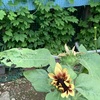 ●早めに寝たので、朝4時半に起き出しました。