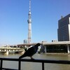 東京の新名所はどこからでも写ることを確認し