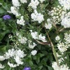 白いコデマリの花20240424