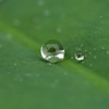 ☔💧昨日、大雨の中D750で不忍池 蓮と水滴を撮影しました！