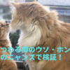 猫にまつわる噂のウソ・ホントを我が家のニャンズで検証！