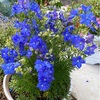 2022年5月のお花2(デルフィニウム デルフィックスブルー 他)