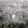 東京都立砧公園の太い幹の桜
