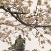 曇空のお花見他
