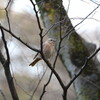 ハチジョウツグミ滞在中(大阪城野鳥探鳥 2016/02/21 6:35-11:30)