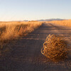 tumbleweed