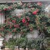 薔薇