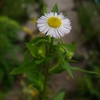 雑草の花，雑草の花……と思っていたら，庭が草ぼうぼうに。自然ってすごい。