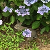 2017年 6月 紫陽花の頃  そして猪出現　うさぎ島（大久野島）旅行記まとめ