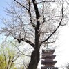 東寺の仏像曼陀羅