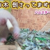 【ハムスター 動画】ハムスター🐹かじり木を頬にさして逃げてった…。頬袋の限界マジック#51