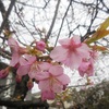 桜咲く