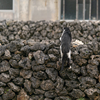 竹富島のねこさん