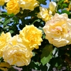 つる薔薇の野望(３回目)｜ゼロから始める、フェンス一面の薔薇づくり