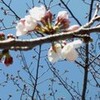 桜の季節