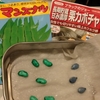 おつな姫、マンズナル、ブラックのジョーを播種