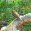 夏の高山でしか出会えない ― ルリビタキ幼鳥