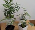 ハイドロカルチャー観葉植物を小さく買い増し