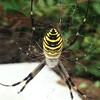 雌のナガコガネグモと隠れ帯