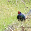 境川遊水地公園で野鳥探し 2020-01-25