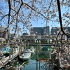 【しながわ百景】「しながわ花海道と船だまり」と桜　