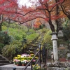 奈良県明日香村から多武峰をヒルクライムして長谷寺へ写真を撮影しに秋の紅葉狩りライド