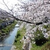 山崎川の桜