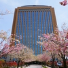 八重桜「桜並木」（石川県県庁舎）