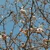 川根の桜2022