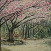 河津桜