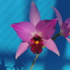 Laelia anceps  f.barkeriana `Shizuoka'