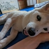 クリンは暑くて眠れないらしい😁
